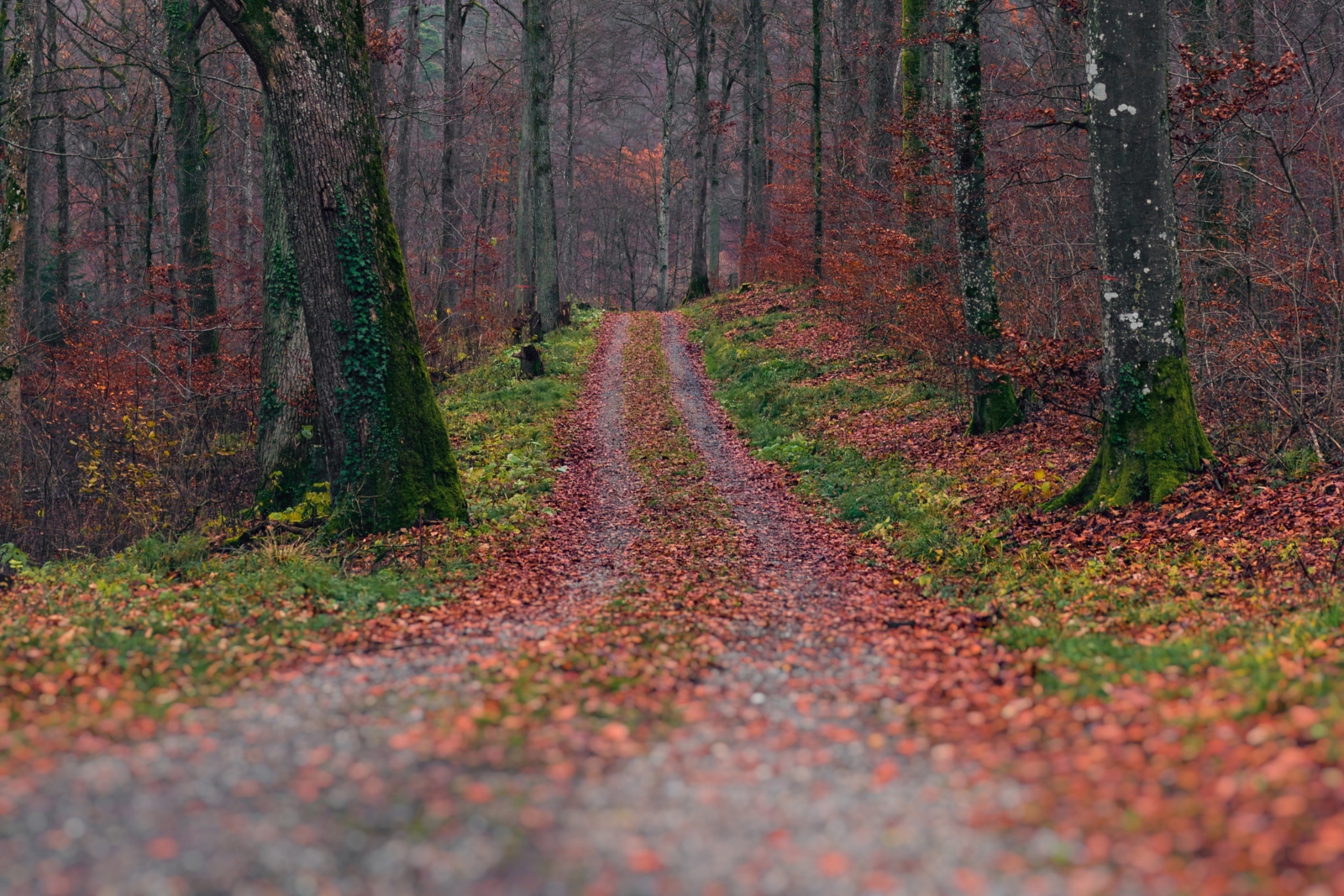 autumn-2977883_by_jonathansautter_cc0-gemeinfrei_pixabay_pfarrbriefservice